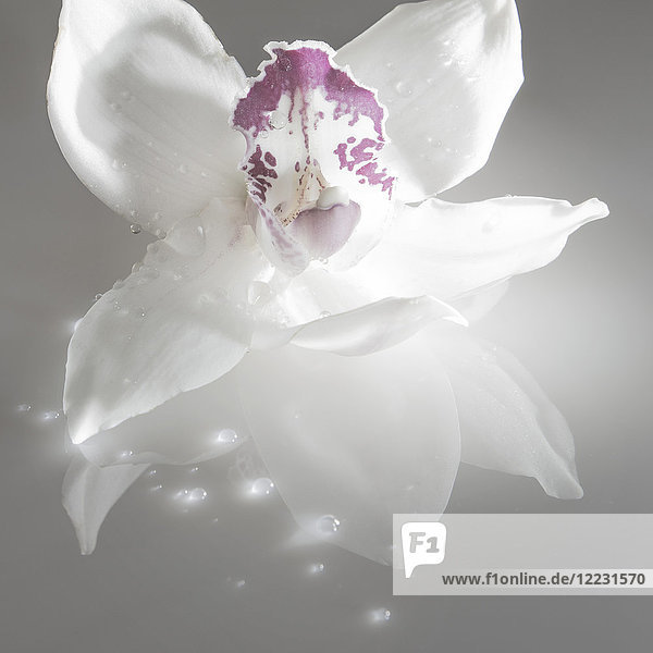 Künstlerische Blume  Orchidee