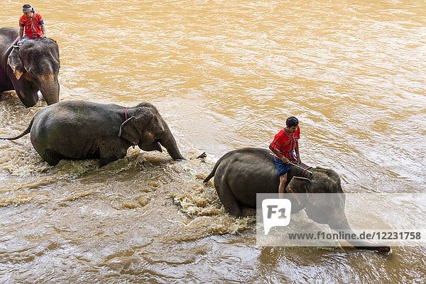 Asia  Thailand  Mae Rim  Maetaman Elephant Camp  instructor riding elephant in the river