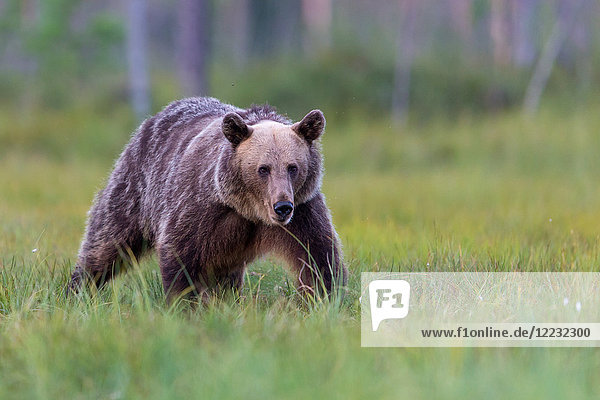 Eurasischer Braunbär,  Ursus arctos,  Europa