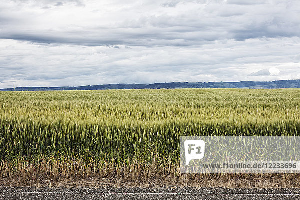 Wheat field areas of eastern Washington  USA