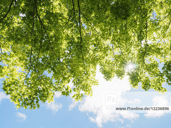 Bäume mit grünen Blättern im Sonnenlicht