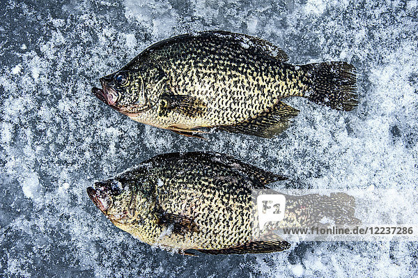 Toter Forellenfisch auf dem Eis in den Adirondack Mountains