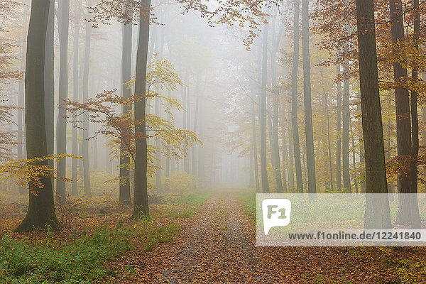 Weg durch einen nebligen Rotbuchenwald (Fagus sylvatica) im Herbst  Spessart  Bayern  Deutschland