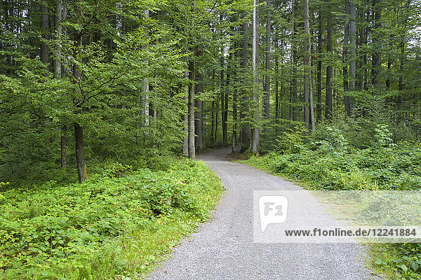 Trail through forest in the morning at Neuschoenau in the Bavarian Forest National Park  Bavaria  Germany