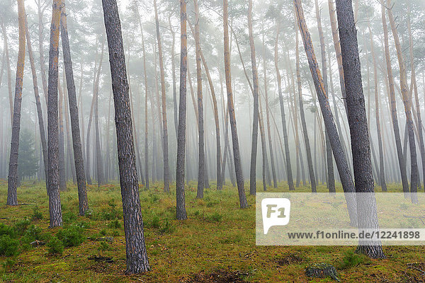 Baumstämme in einem Kiefernwald an einem nebligen Herbstmorgen in Hessen  Deutschland