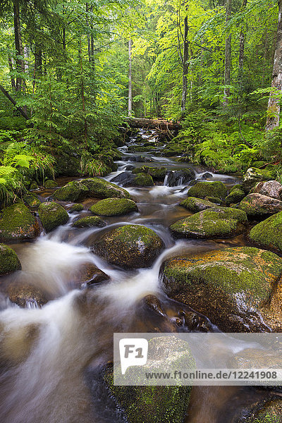 Mountain stream after rain at Kleine Ohe at Waldhauser in the Bavarian Forest National Park in Bavaria  Germany
