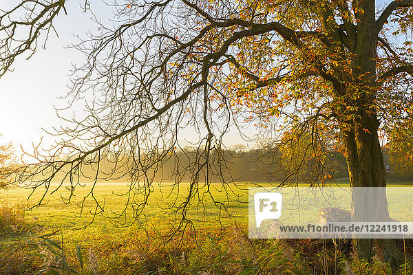 Kahle Äste und Blätter eines Kastanienbaums auf einer nebligen Wiese im Morgenlicht im Herbst in Hessen  Deutschland