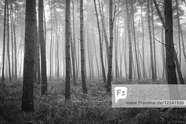 Schwarz-Weiß-Bild von Baumstämmen in einem Kiefernwald an einem nebligen Morgen in Hessen  Deutschland