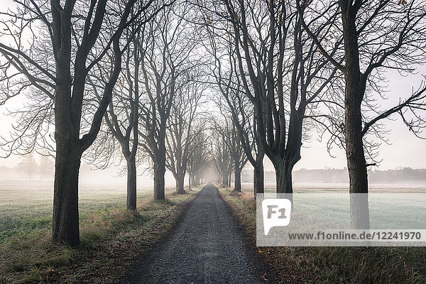 Von Kastanienbäumen gesäumte Straße an einem nebligen Herbstmorgen in Hessen  Deutschland