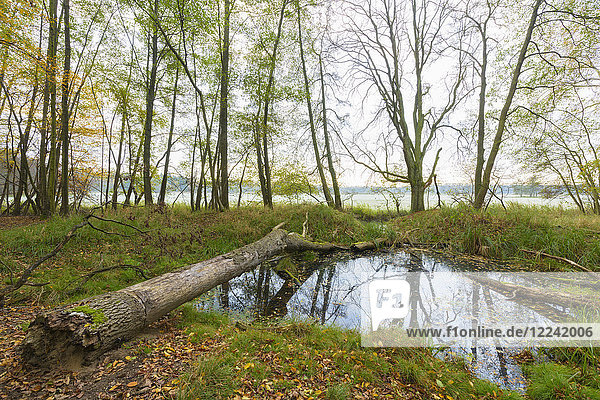 Teich mit umgestürztem Baum im Wald im Herbst in Hessen  Deutschland