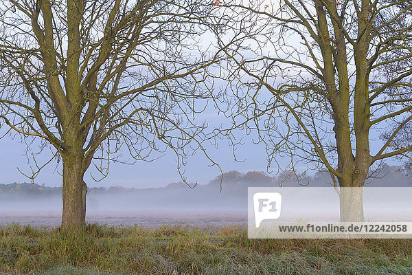 Kahle Bäume umrahmen eine neblige Wiese in der Morgendämmerung im Herbst in Hessen  Deutschland