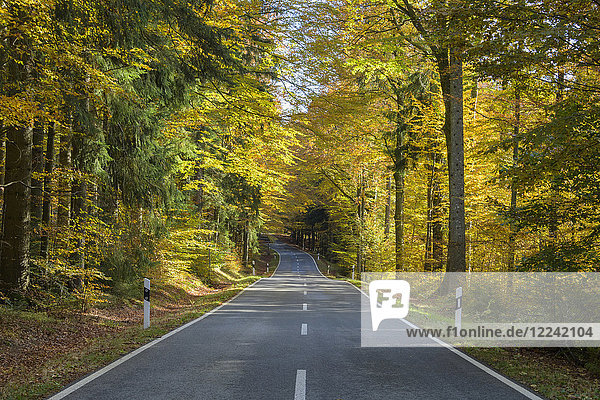 Waldweg im Herbst bei Spiegelau im Nationalpark Bayerischer Wald in Bayern  Deutschland