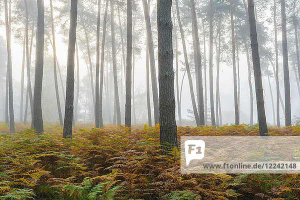 Kiefernwald an einem nebligen Morgen im Herbst in Hessen  Deutschland