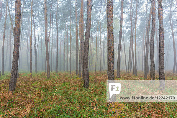 Nahaufnahme von Baumstämmen in einem Kiefernwald an einem nebligen Morgen im Herbst in Hessen  Deutschland