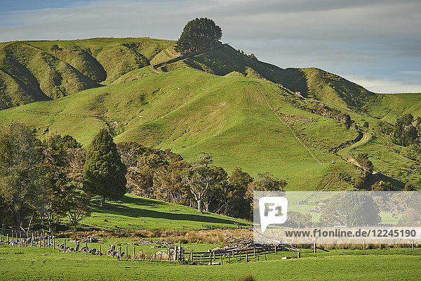 View from Highway 1 near Te Ohaki showing typical volcanic landscape  Waikato  North Island  New Zealand  Pacific