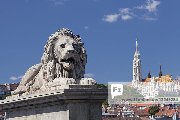 Lion statue on Chain Bridge  Matthias Church on Castle Hill  UNESCO World Heritage Site  Budapest  Hungary  Europe