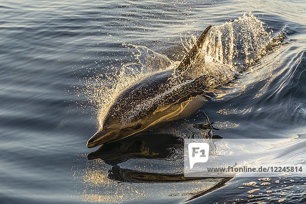 Langschnauzen-Delphin (Delphinus capensis) beim Wachreiten  Isla Danzante  Baja California Sur  Mexiko  Nordamerika