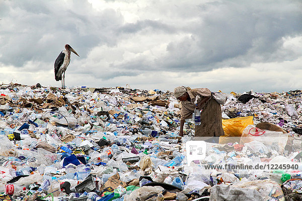 Frau arbeitet auf einer der größten Müllhalden der Welt mit einem Storch  der auf Nahrung wartet  im Dandora-Slum von Nairobi  Kenia  Ostafrika  Afrika