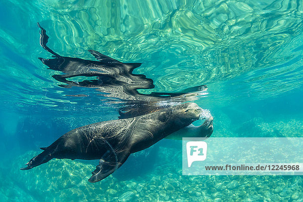 Kalifornische Seelöwen (Zalophus californianus) unter Wasser bei Los Islotes  Baja California Sur  Mexiko  Nordamerika