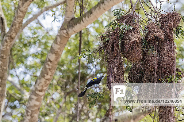A yellow-rumped cacique (Cacicus cela) nest near Porto Jofre Mato Grosso Brazil South America
