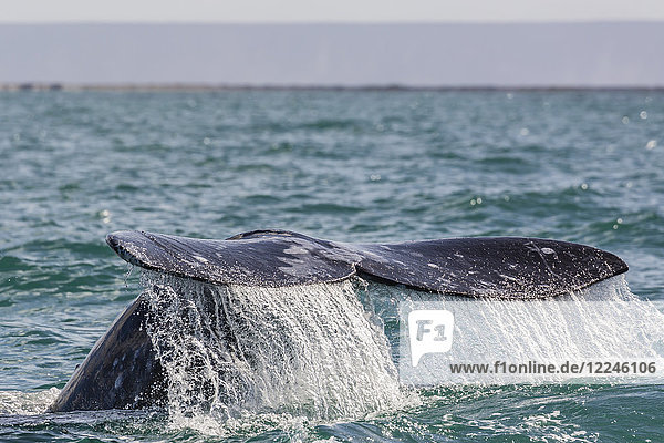 Adult California gray whale (Eschritius robustus) flukes-up dive in San Ignacio Lagoon Baja California Sur Mexico North America
