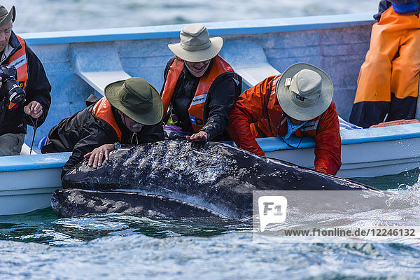 California gray whale calf (Eschritius robustus) with tourists in San Ignacio Lagoon Baja California Sur Mexico North America
