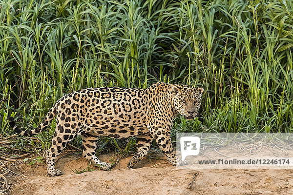 Ein erwachsener männlicher Jaguar (Panthera onca)  am Flussufer des Rio Cuiaba  Mato Grosso  Brasilien  Südamerika