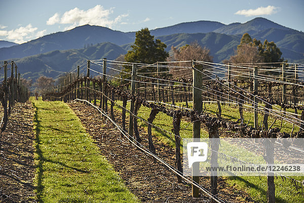 Vines at Saint Clair winery  Blenheim  Marlborough  South Island  New Zealand  Pacific