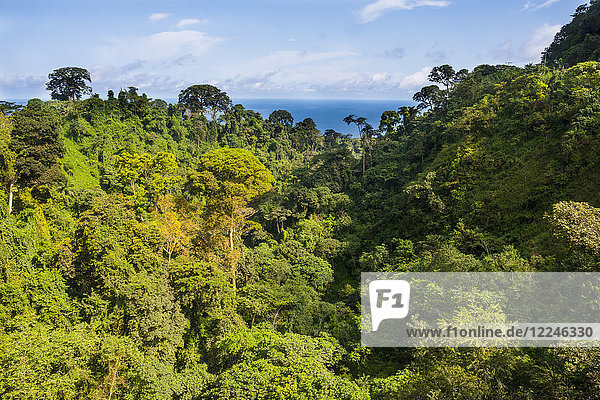 Dschungel auf der Insel Bioko  Äquatorialguinea  Afrika