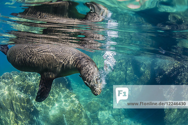 Kalifornischer Seelöwe (Zalophus californianus) unter Wasser bei Los Islotes  Baja California Sur  Mexiko  Nordamerika