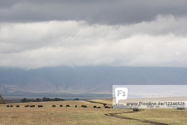 Water buffalo around a safari vehicle in the Ngorongoro Crater  UNESCO World Heritage Site  Tanzania  East Africa  Africa