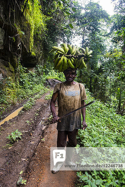 Mann trägt eine riesige Kochbanane auf dem Kopf  Vulkansee Barombi  Kumba  Südwest-Kamerun  Afrika
