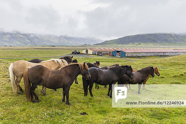 Eine Herde Islandpferde auf einem Bauernhof an der Südostküste Islands  Polarregionen