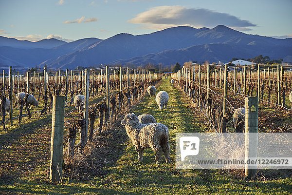 Sheep graze amongst vines at a winery near Blenheim  Marlborough  South Island  New Zealand  Pacific