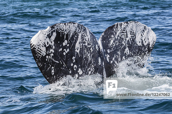 Adult California gray whale (Eschritius robustus) flukes-up dive in San Ignacio Lagoon Baja California Sur Mexico North America
