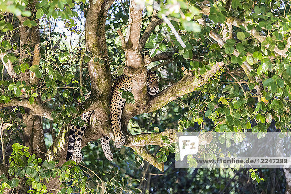 Ein erwachsener Jaguar (Panthera onca)  schlafend in einem Baum am Rio Tres Irmao  Mato Grosso  Brasilien  Südamerika