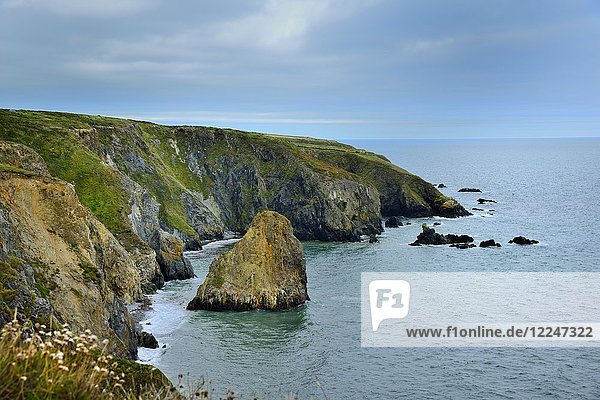 Coastal Cliffs  Copper Coast Drive  Grafschaft Waterford  Munster  Republik Irland  Europa