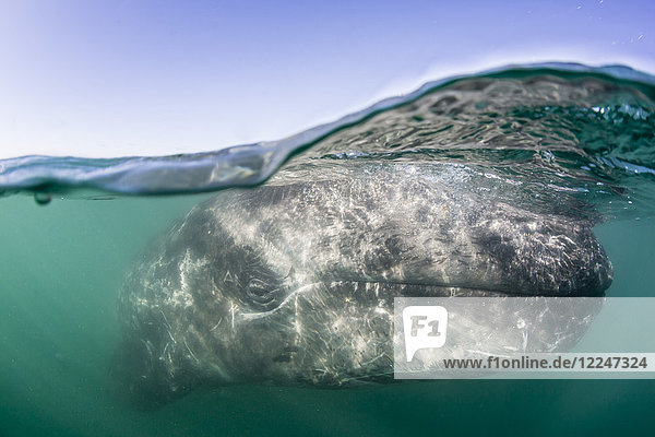 California gray whale calf (Eschritius robustus) half above half below San Ignacio Lagoon Baja California Sur Mexico North America