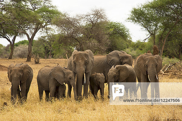 A family of elephants (Loxondonta africana) with their young standing together in Tarangire National Park Tanzania East Africa Africa