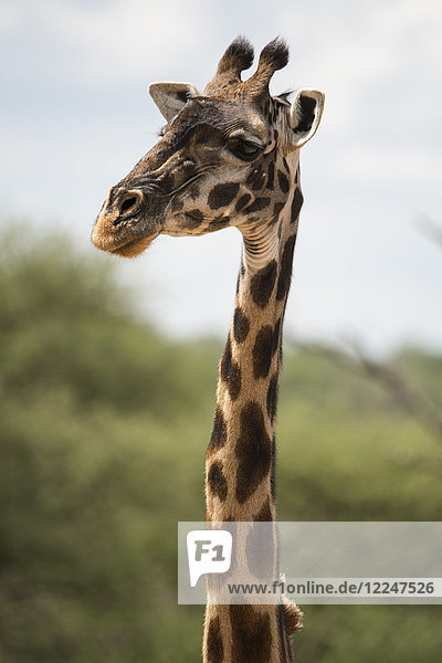 A Masai giraffe (Giraffa camelopardalis) in Serengeti National Park Tanzania East Africa Africa
