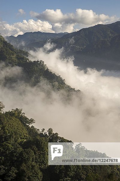 Teeplantage vor Wolkenmeer und Bergen Nantou Taiwan China Asien