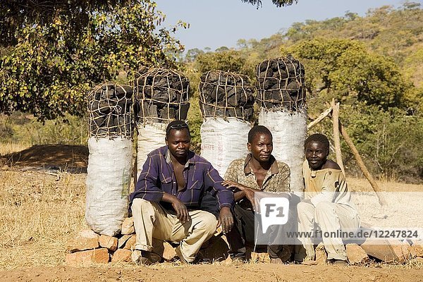 Holzkohle wird an Sambias Straßenrändern verkauft  was eine echte Bedrohung für die Wälder des Landes darstellt  südlich von Lusaka  Sambia  Afrika