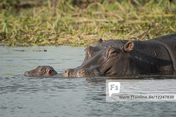 Flusspferde (Hippopotamus amphibius)  Muttertier mit neugeborenem Kalb im Wasser  Moremi Wildlife Reserve  Chobe District  Botswana  Afrika