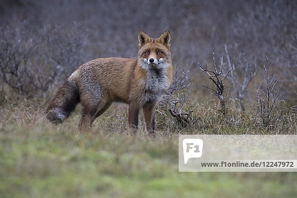 Red fox (Vulpes vulpes)  Alkmar  North Holland  Netherlands