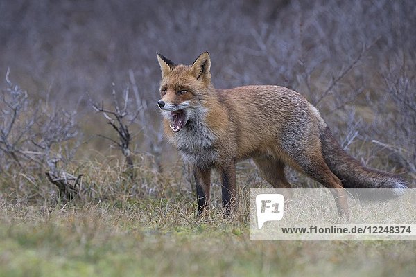 Red fox (Vulpes vulpes)  yawning  Alkmar  North Holland  Netherlands