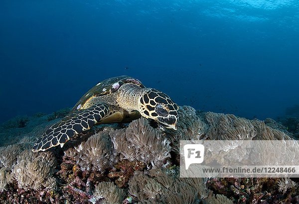 Echte Karettschildkröte (Eretmochelys imbricata)  auf Nahrungssuche über einem Korallenriff  Nusa Penida  Nusa Lembongan  Bali  Indonesien  Asien