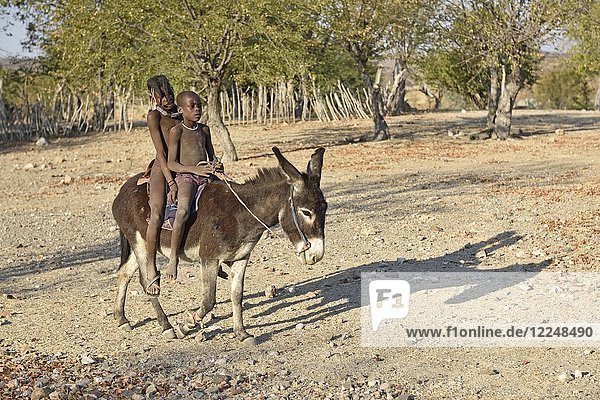 Himbakinder ride on donkey  Kaokoveld  Namibia  Africa