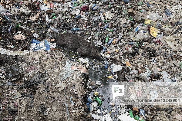 Im Müll liegende Schweine  Mülldeponie  Port-au-Prince  Ouest  Haiti  Mittelamerika