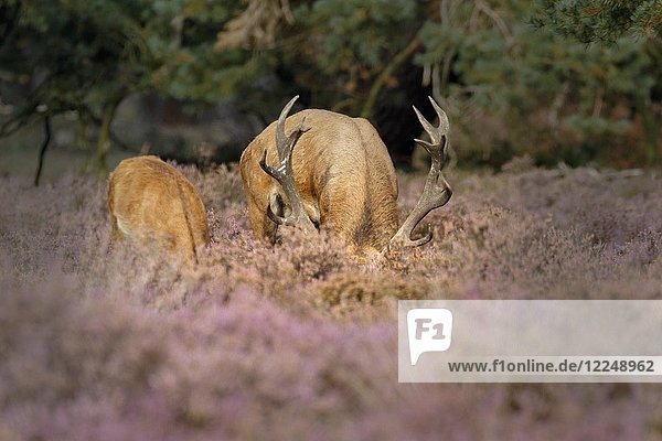 Red deer (Cervus elaphus)  couple with head hidden in the Heathers (Calluna vulgaris)  Hoge Veluwe National Park  Gelderland  Netherlands