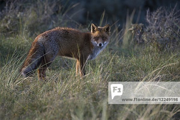 Red fox (Vulpes vulpes)  on the stalk  Nordholland  Netherlands